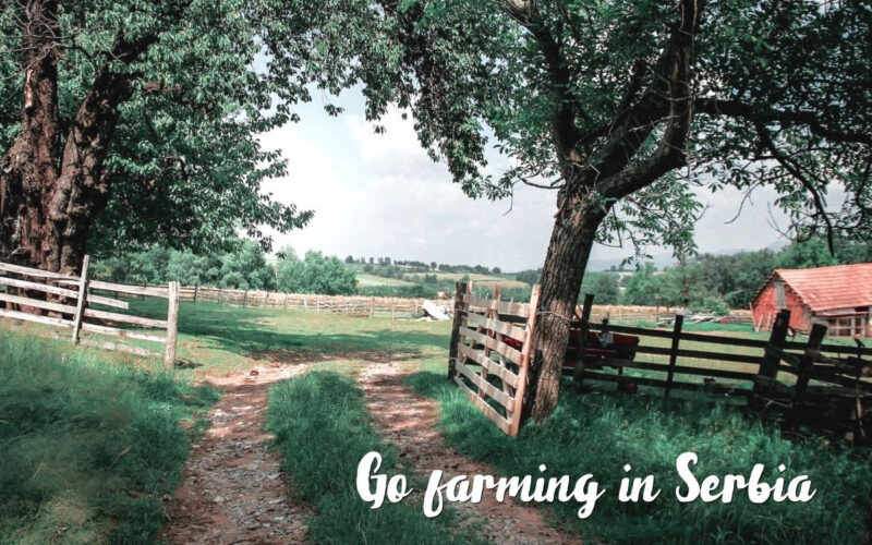 Volunteer on a Small Farm in Serbia – Live Simply & Learn
