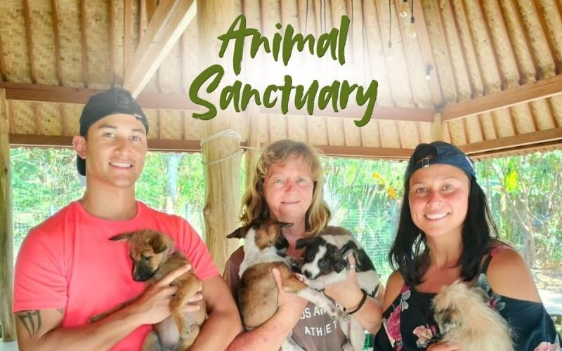 Animal shelter volunteer in Lombok | Dog Rescue & Care Role