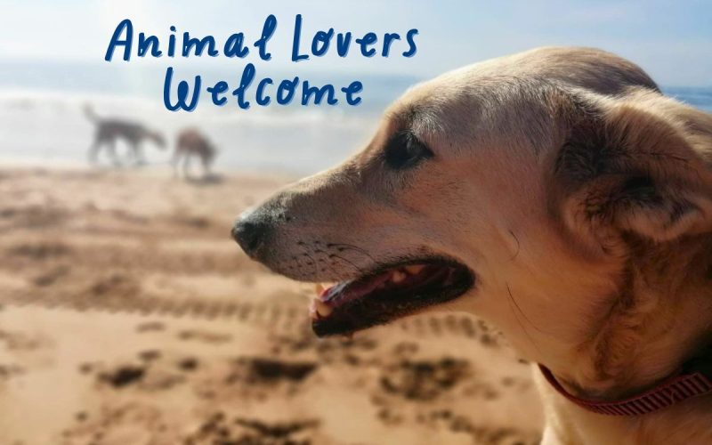 Animal care and gardening in Galicia | Volunteer Stay