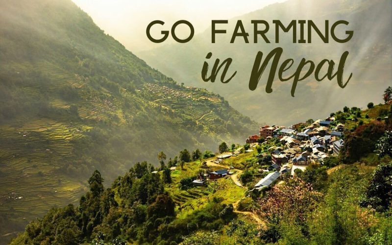 Volunteer on a Farm in Nepal Organic Rural Experience