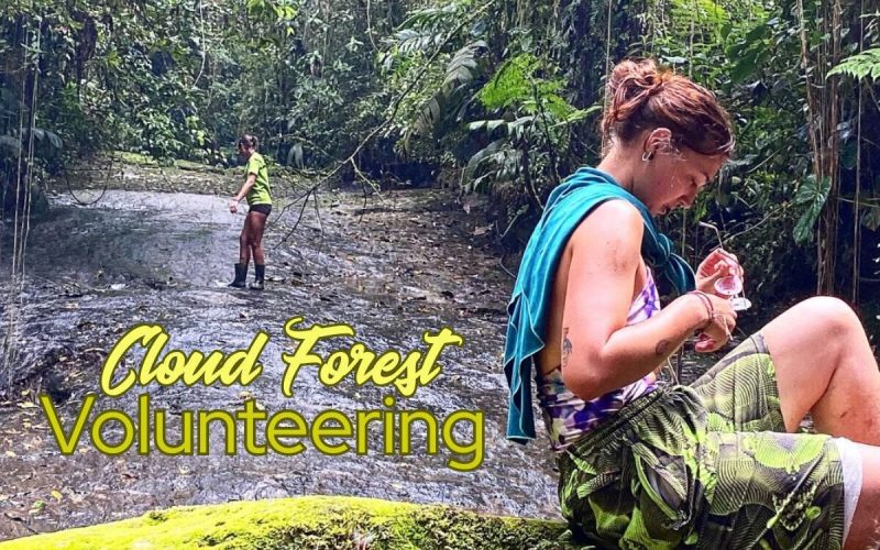 Permaculture Volunteering in Colombia Eco Sanctuary