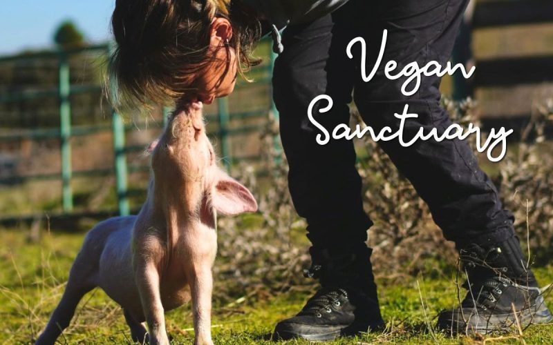 Vegan animal sanctuary volunteer | Rescue animals