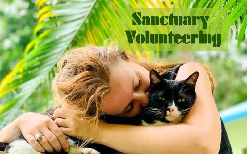Volunteer at an Animal Rescue Centre in Dharamsala