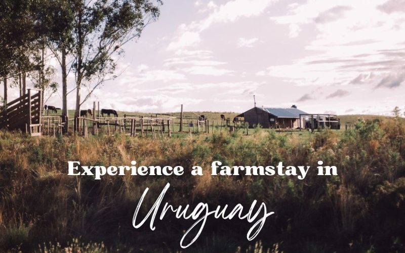 Farmstay in Uruguay: Animal Care and Country Living